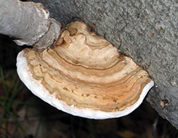 Ganoderma applanatum .